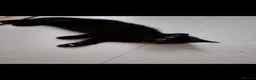 Mixed Breed cats for sale: Strong healthy Black kitten with tabby stripes  - Advert 9