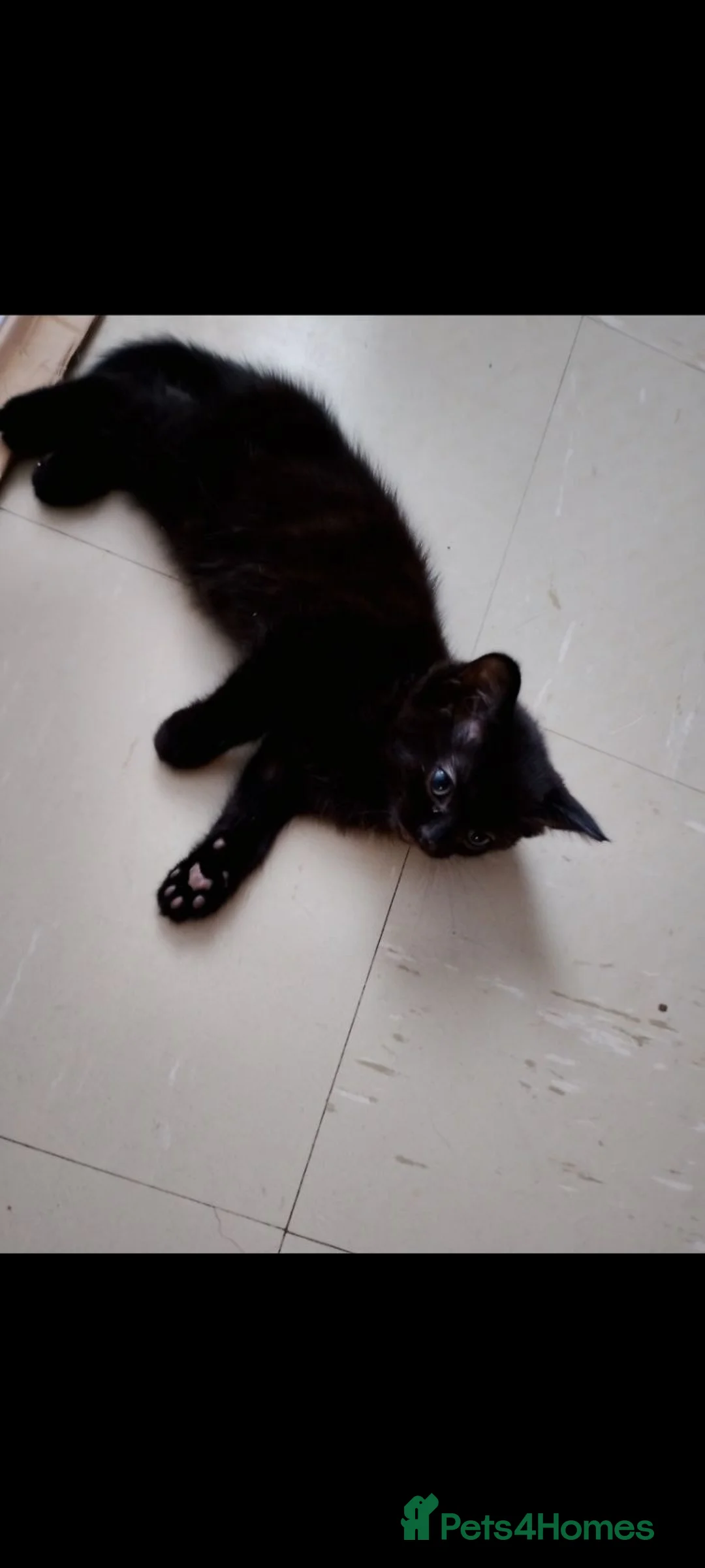 Mixed Breed cats for sale: Strong healthy Black kitten with tabby stripes  - Advert 9