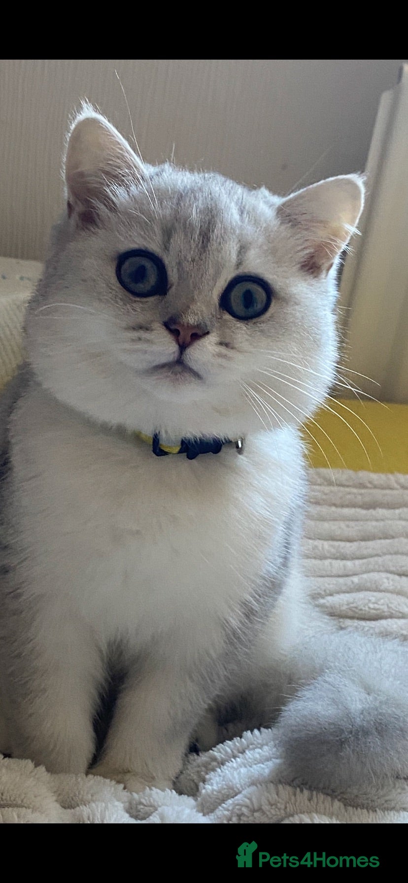 British Shorthair cats British Shorthair Golden & Silver Kittens  - Advert 1