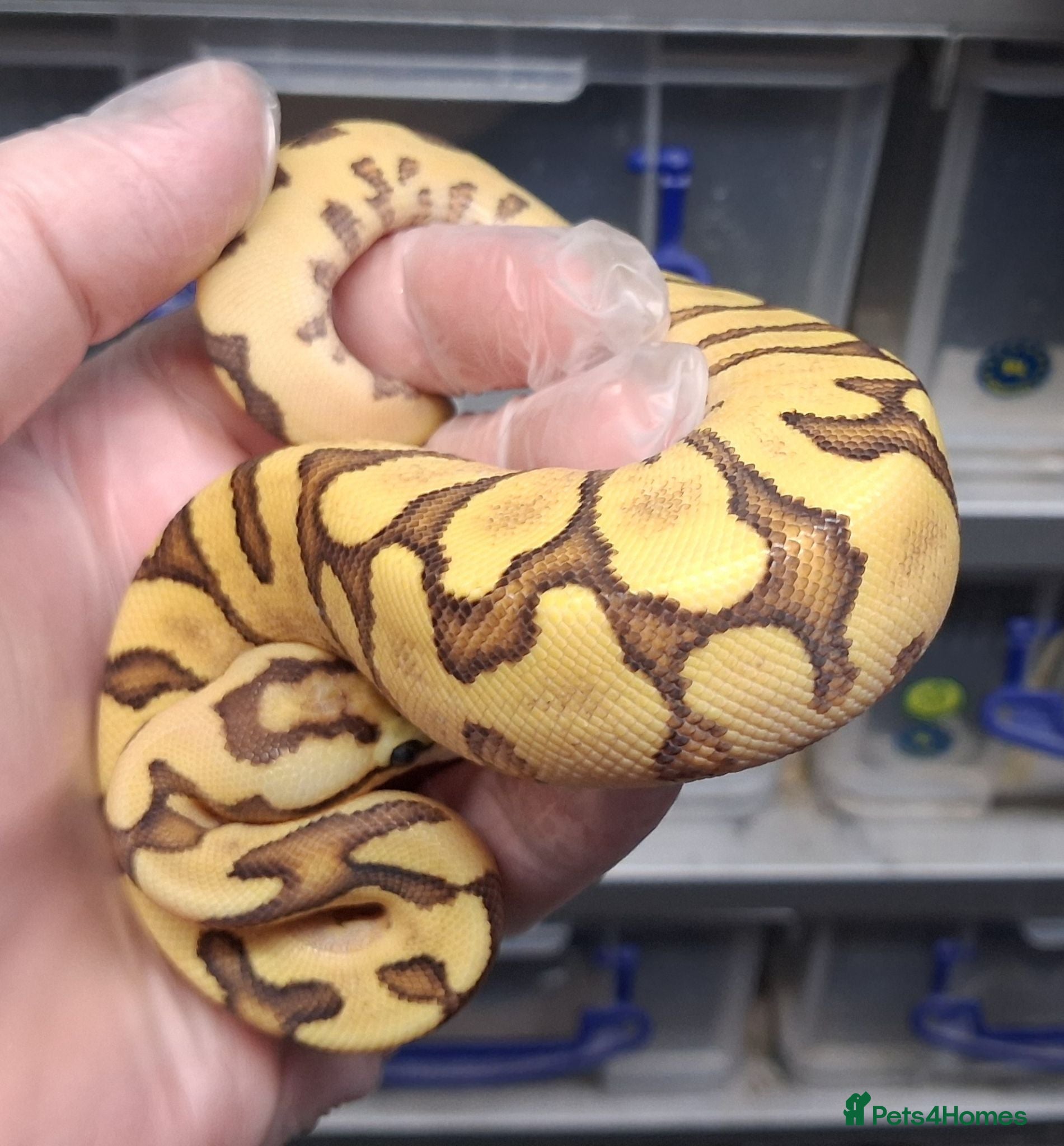 Python Snake reptiles Royal Python Morphs Males - Advert 2