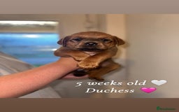 Mixed Breed dogs for sale: Rottweiler X American Bulldog Puppies  - Image 2