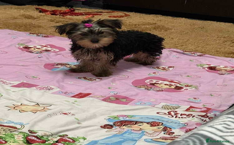 Yorkshire Terrier dogs - Advert 11