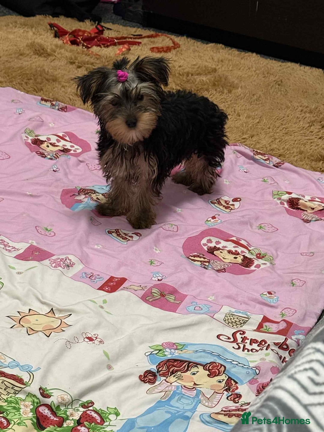 Yorkshire Terrier dogs for sale: Adorable Yorkshire Terrier girl puppies  - Image 1