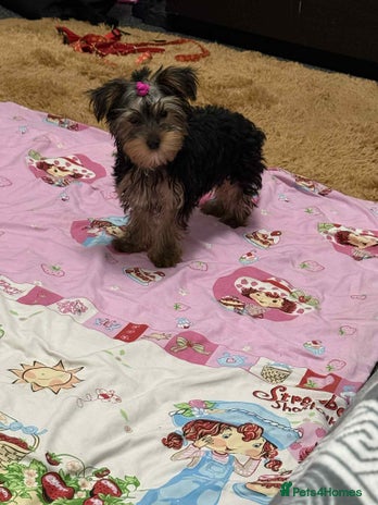 Yorkshire Terrier dogs - Advert 1