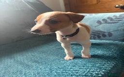 Whippet dogs for sale: 8 WHIPPET PUPPIES   - Image 28