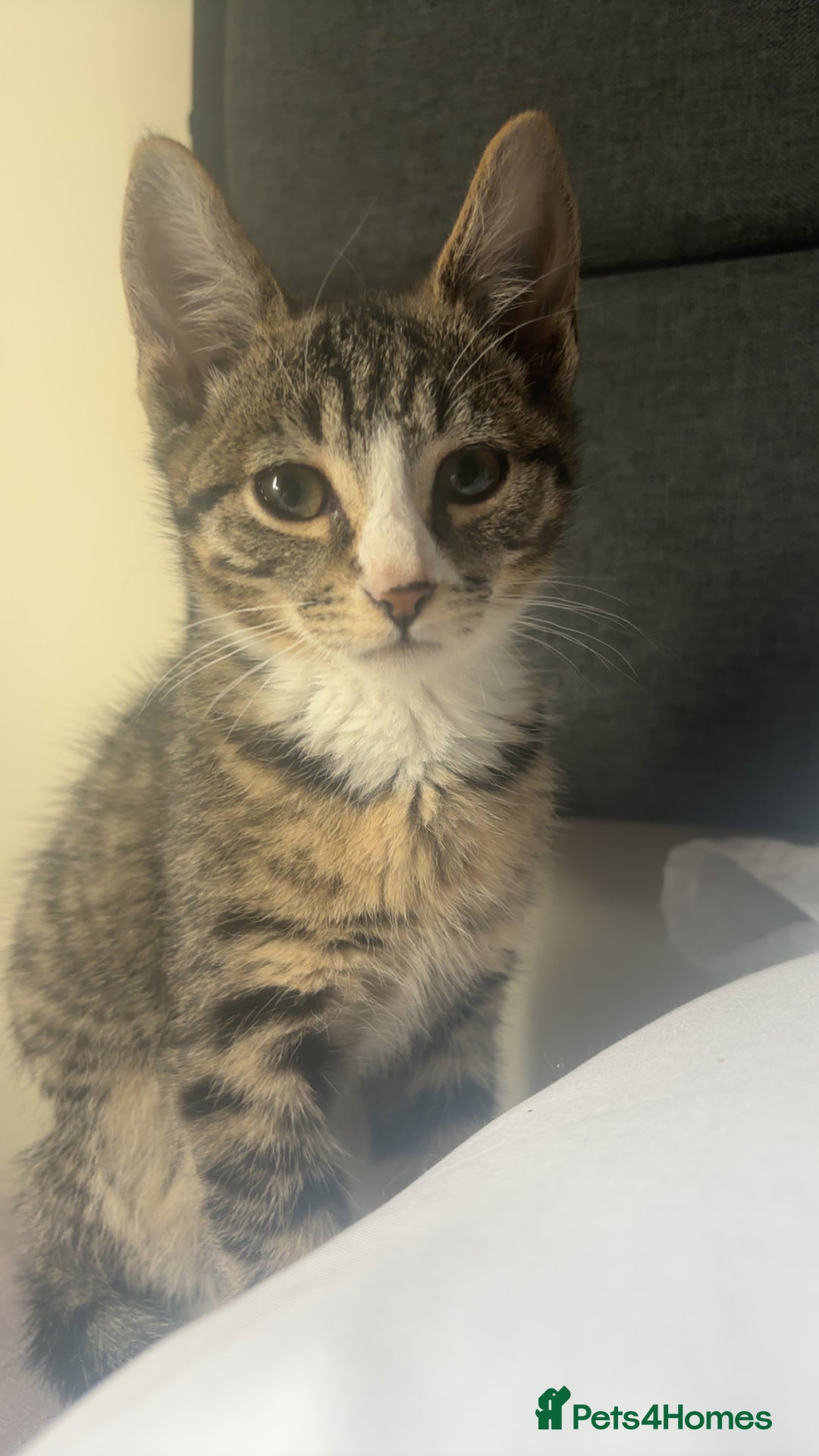 Mixed Breed cats for sale: 2 kittens rare coloured  - Advert 2