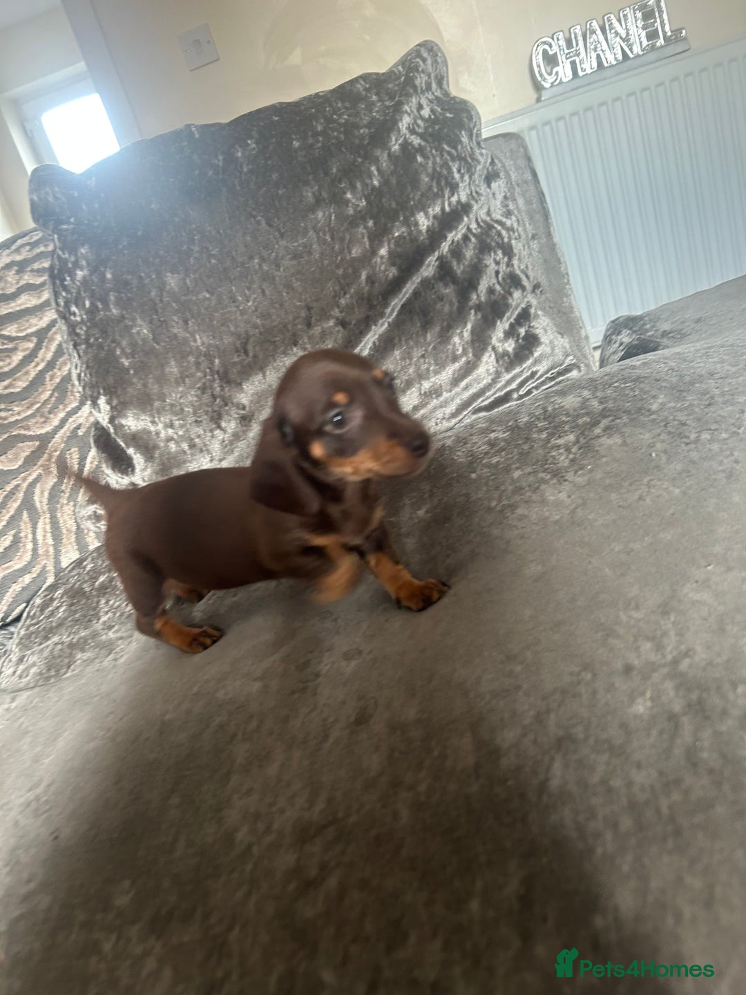 Miniature Dachshund dogs for sale: Miniature daschund puppies  - Image 10