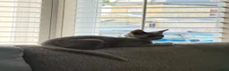 Russian Blue cats for sale: 2 Beautiful Russian Blue Kittens, 5 months old in London - Advert 17