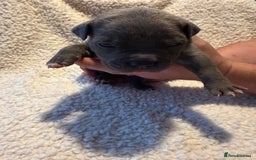 Mixed Breed dogs for sale: Beautiful chunky staffy/pocket bully pups - Advert 6