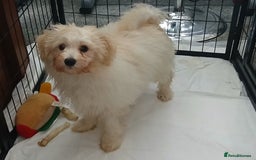 Mixed Breed dogs for sale: Poochon puppies for sale  - Image 2