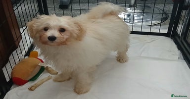 Mixed Breed dogs - Advert 6