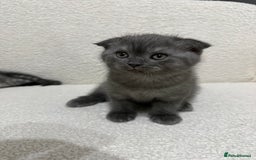 Scottish Fold cats for sale: Pure Scottish Fold Kittens Ready to Leave Soon - Image 5
