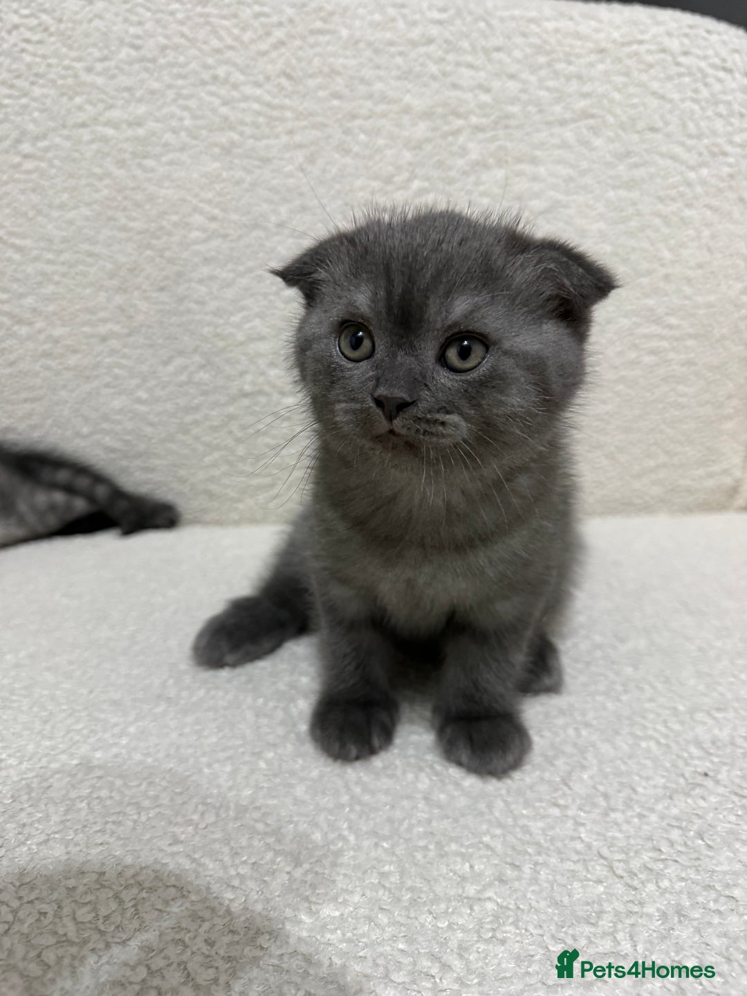 Scottish Fold cats for sale: Pure Scottish Fold Kittens Ready to Leave Soon - Image 5