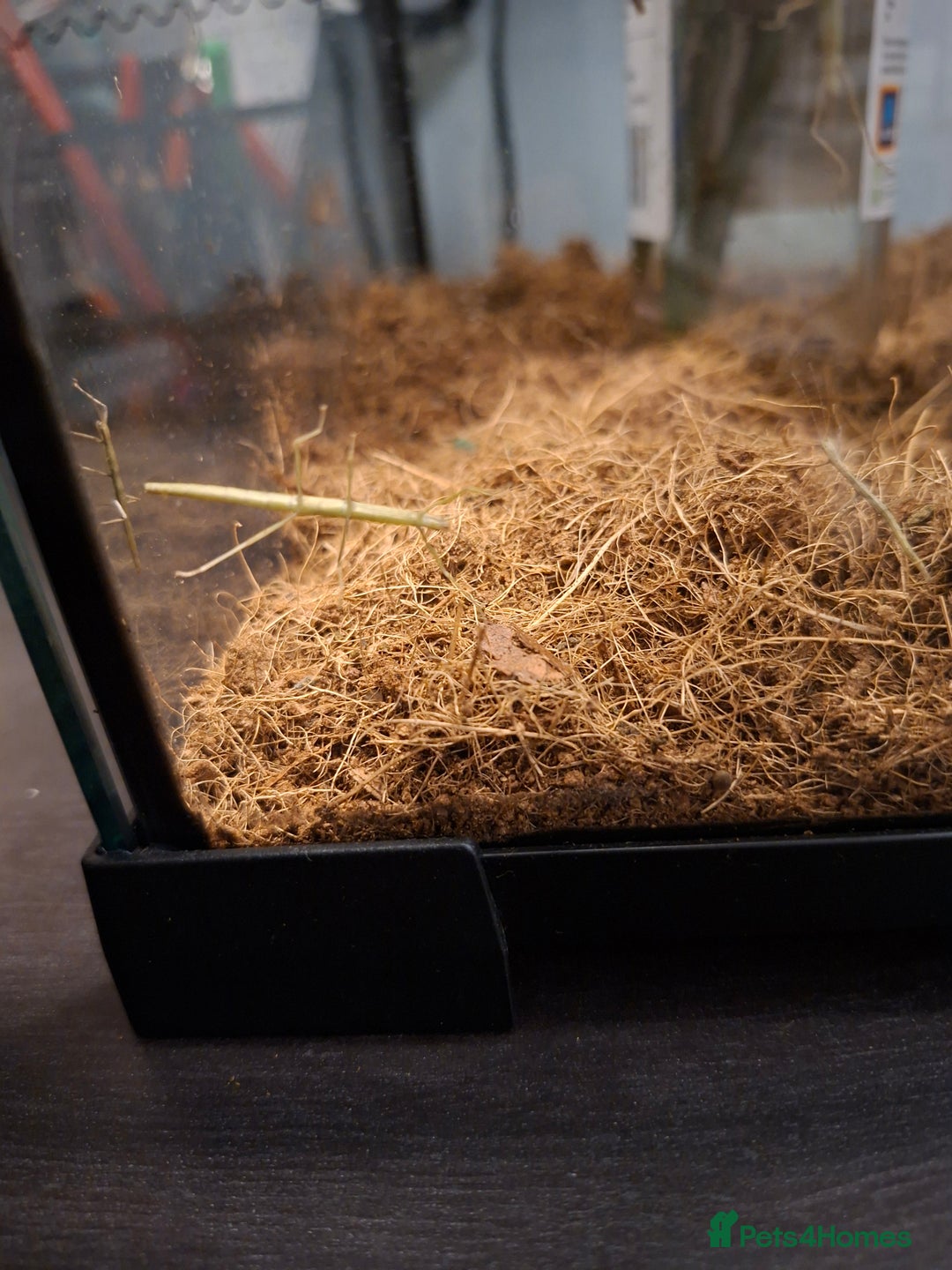 Stick Insects invertebrates for sale: Indian stick insects for sale - Advert 5