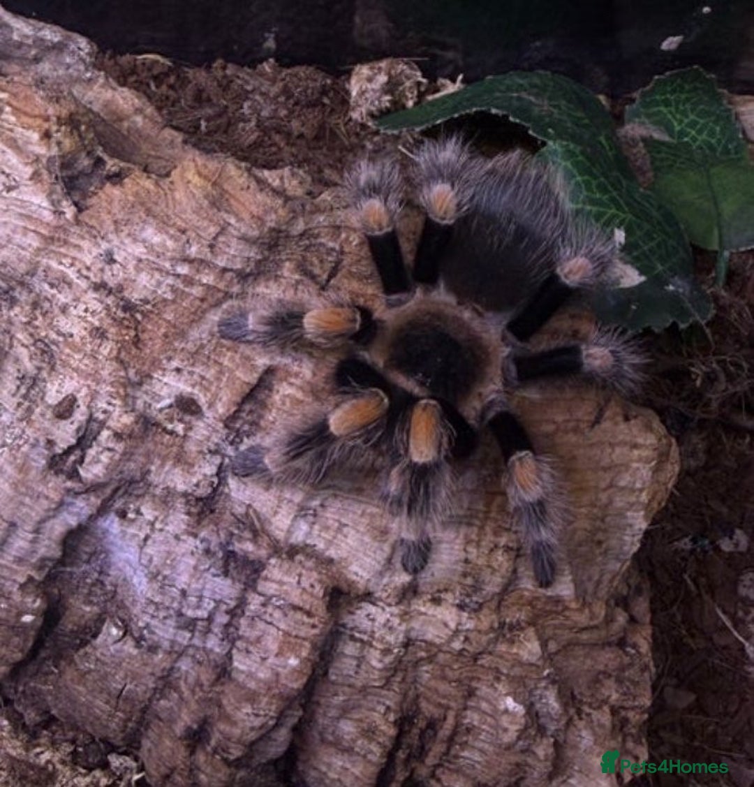 Tarantulas invertebrates for sale: Gooty Sapphire & Mexican Red Knee Tarantulas - Advert 6