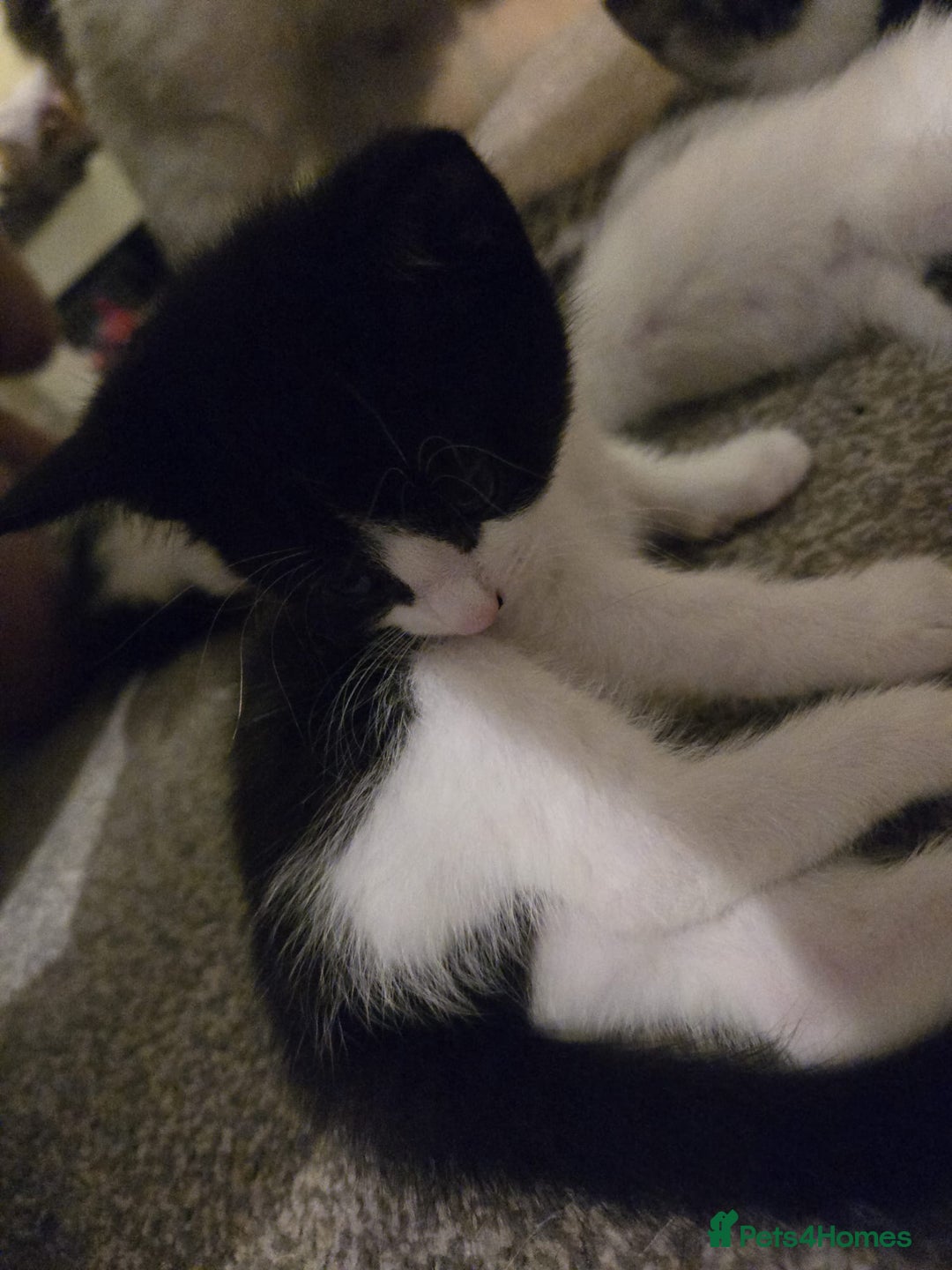 Mixed Breed cats for sale: Sweet kittens  - Image 17