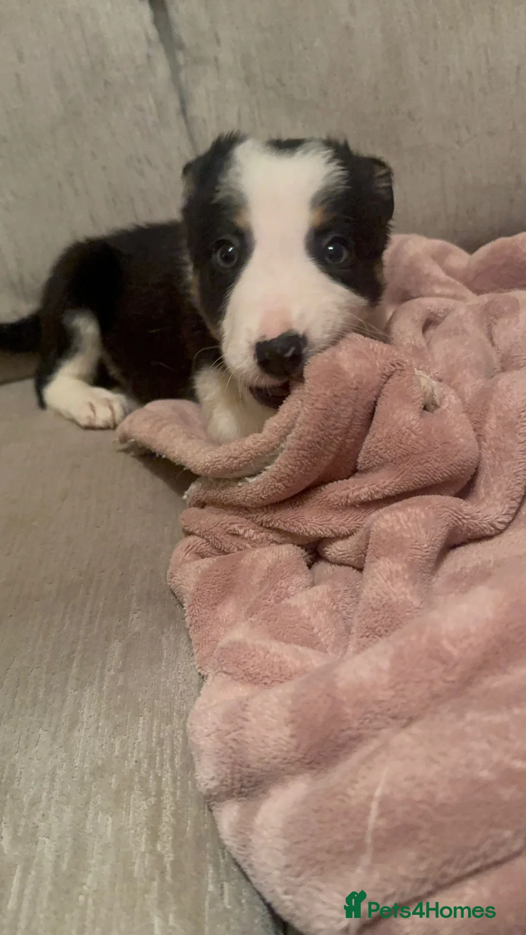 Border Collie dogs for sale: 1 Border Collie Pup - Health tested clear parents - Advert 32