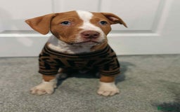 Mixed Breed dogs for sale: 10 month old American bulldog cross mastiff  - Image 6