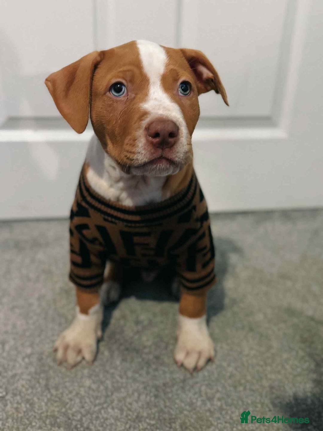 Mixed Breed dogs for sale: 10 month old American bulldog cross mastiff  - Image 6