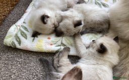 Ragdoll cats for sale: Adorable Ragdoll Kittens - Image 27
