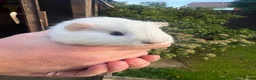 Guinea Pig rodents for sale: Baby guinea pigs  in Knaresborough - Advert 9