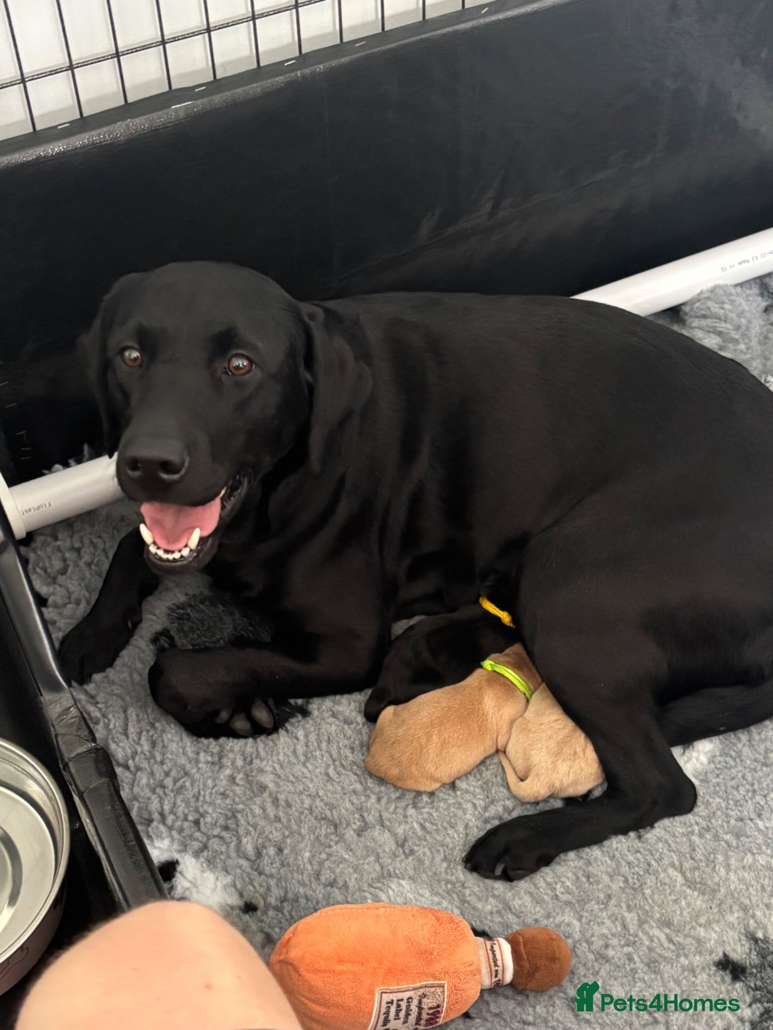 Labrador Retriever dogs Labrador Retrievers - Advert 1