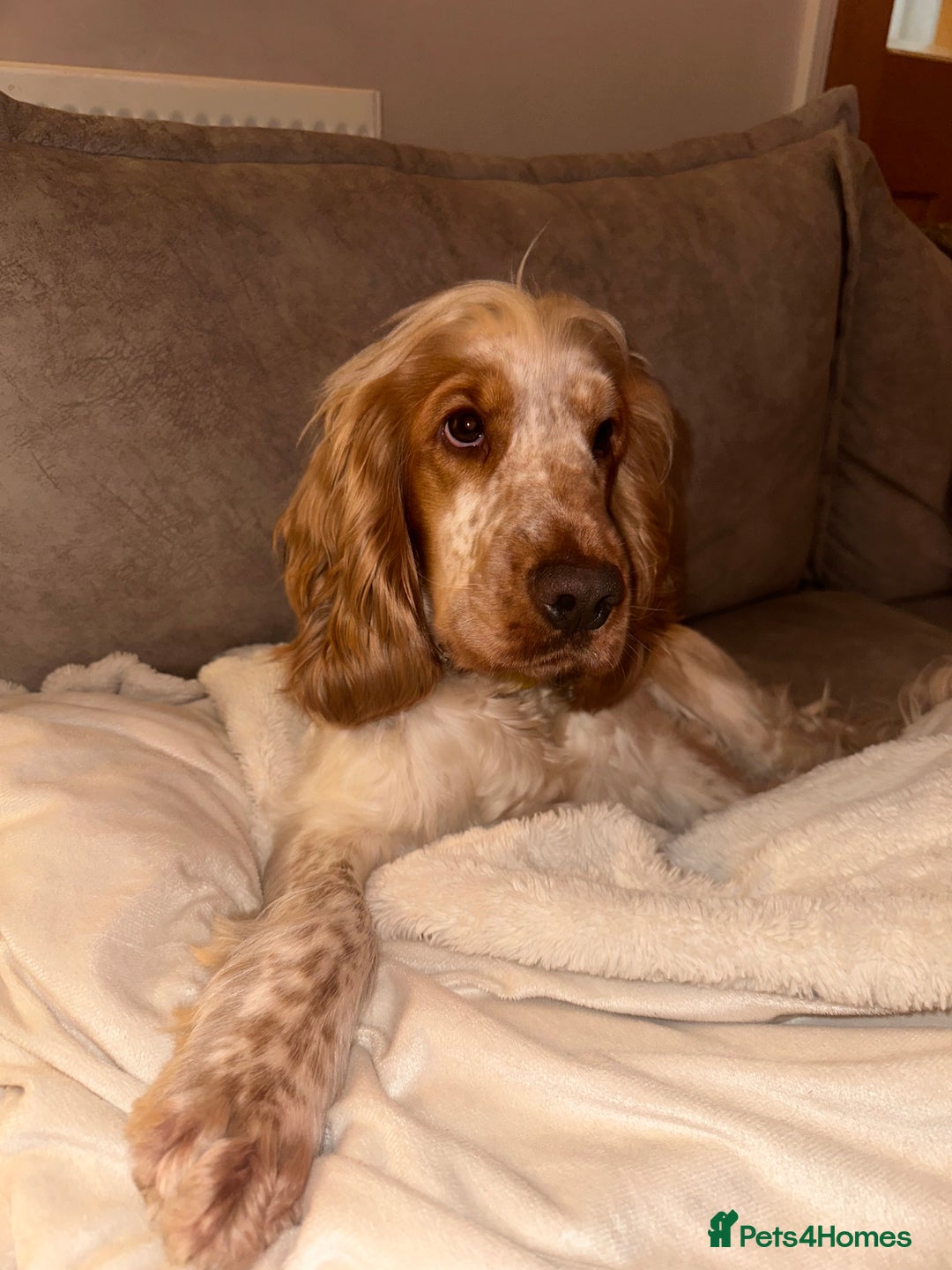 Cocker Spaniel dogs for stud: KC REGISTERED ORANGE ROAN SHOW COCKER SPANIEL STUD in Barnsley - Advert 7