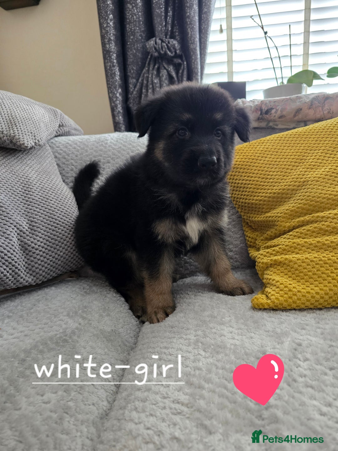 German Shepherd dogs for sale: German Shepherd puppies " 4 girls left  - Image 4