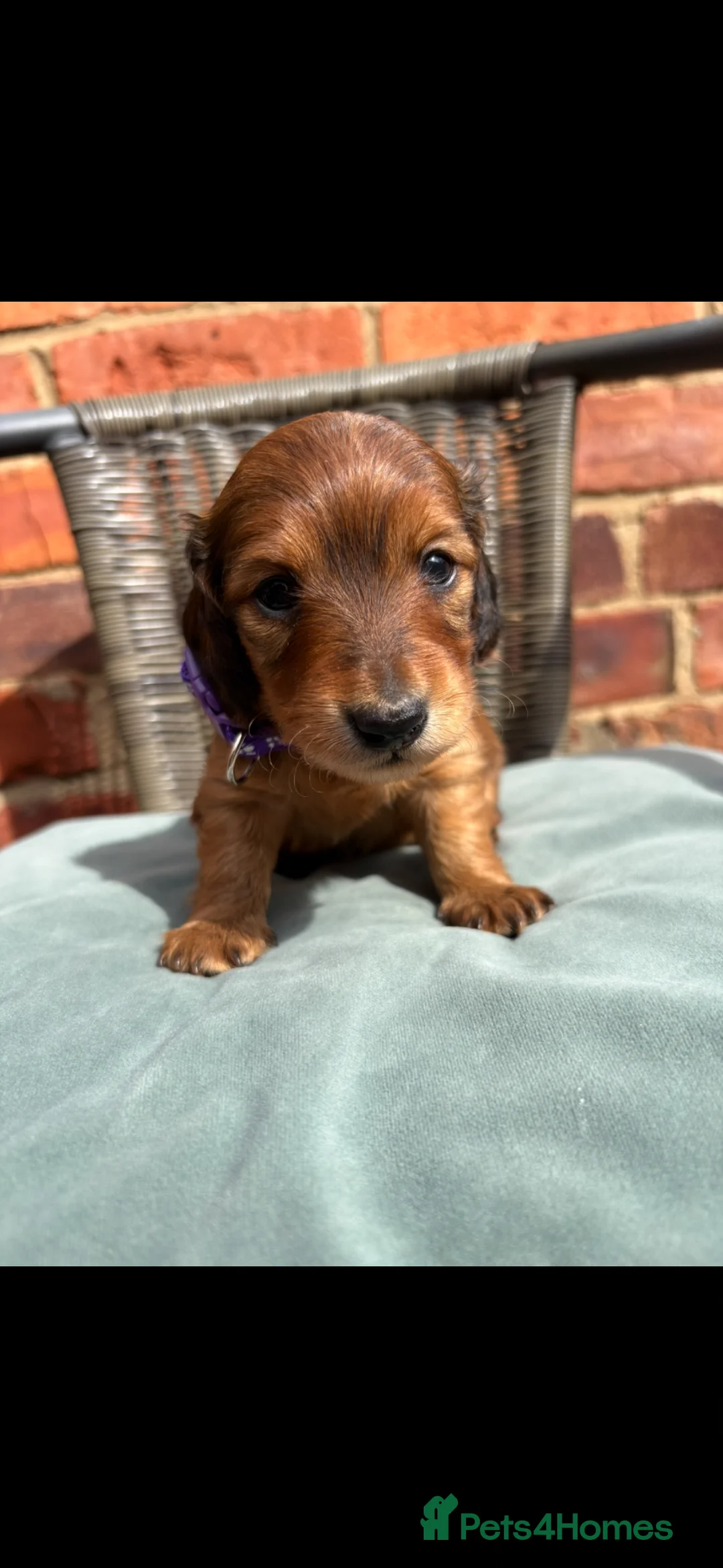 Miniature Dachshund dogs for sale: Long haired miniature dachshunds - Advert 2
