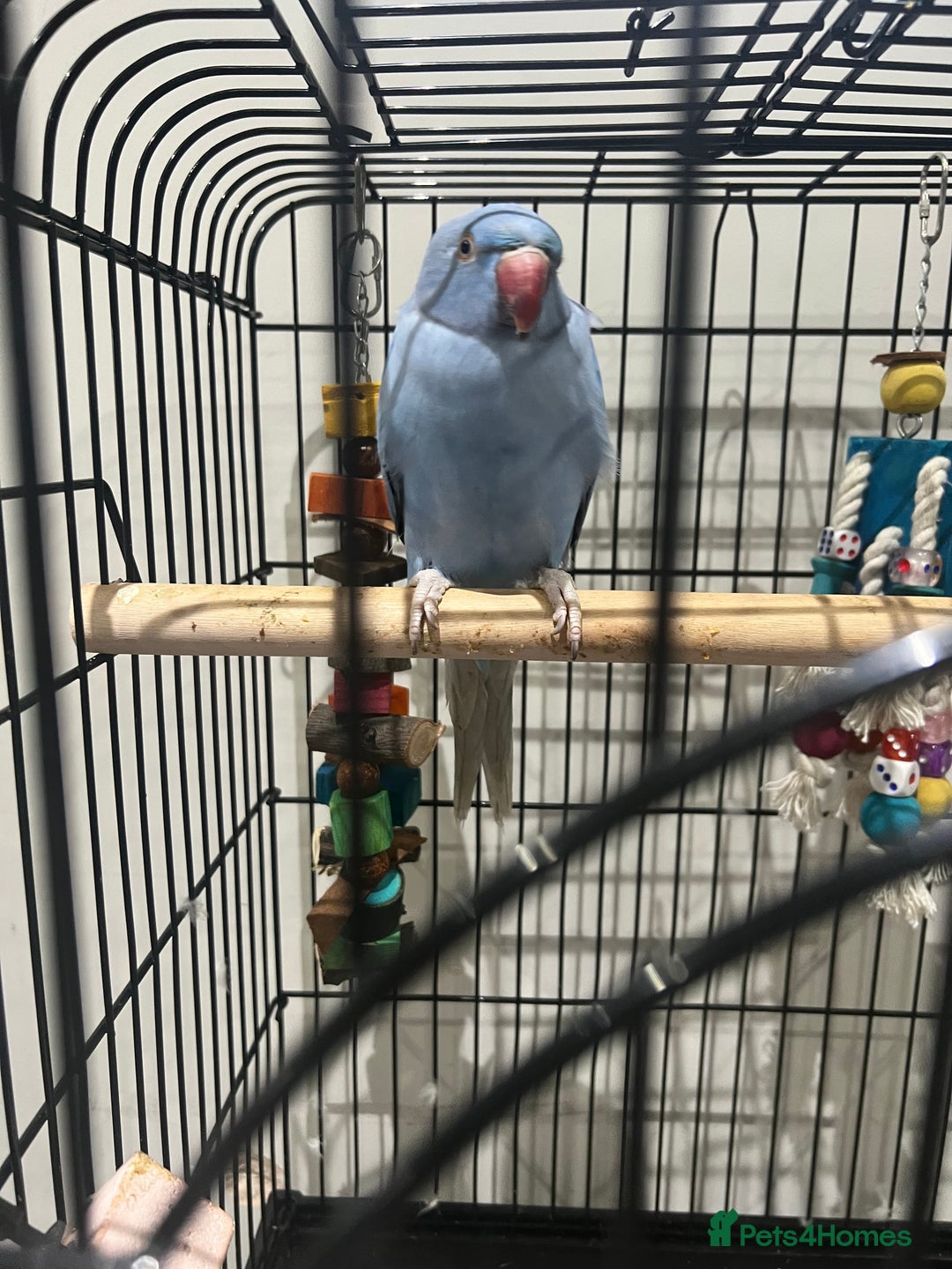 Parrots birds for sale: Blue parrot  - Advert 3