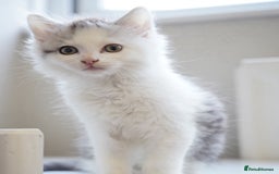 Persian cats for sale: Persian mix cross  - Image 1