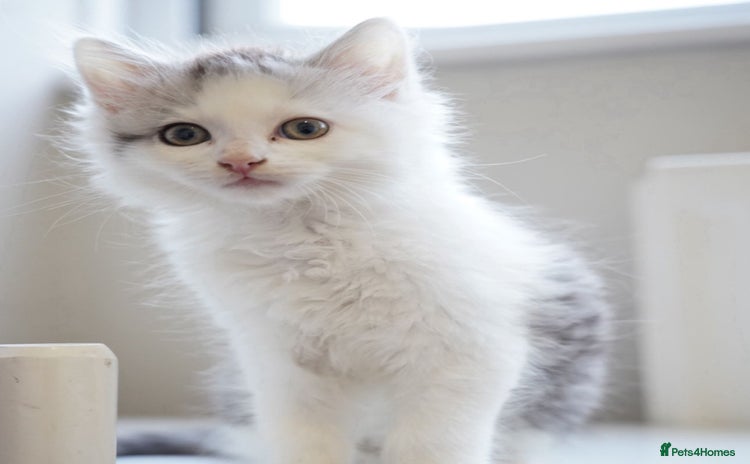 Persian cats - Advert 2