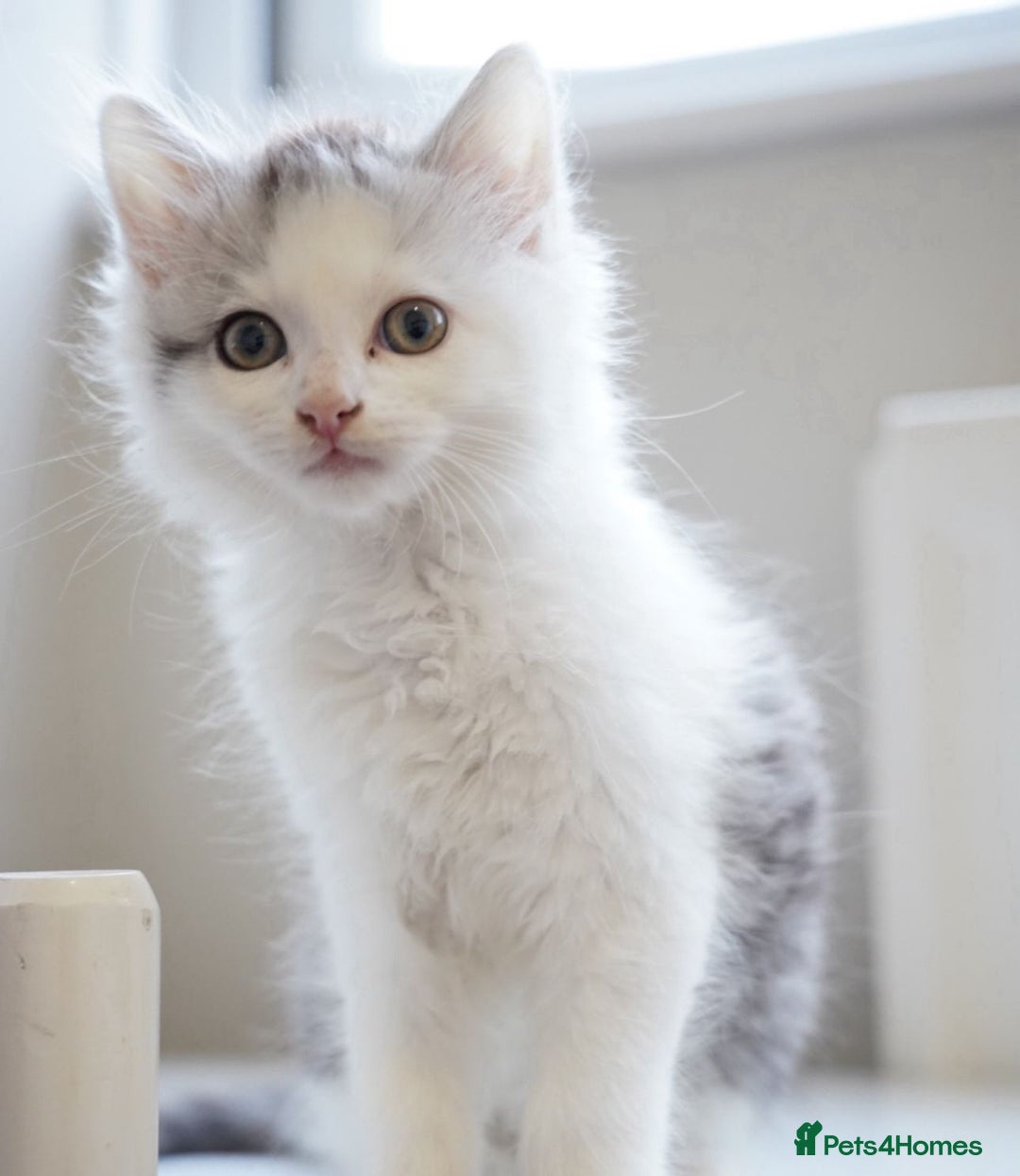 Persian cats for sale: Persian mix cross  - Image 1