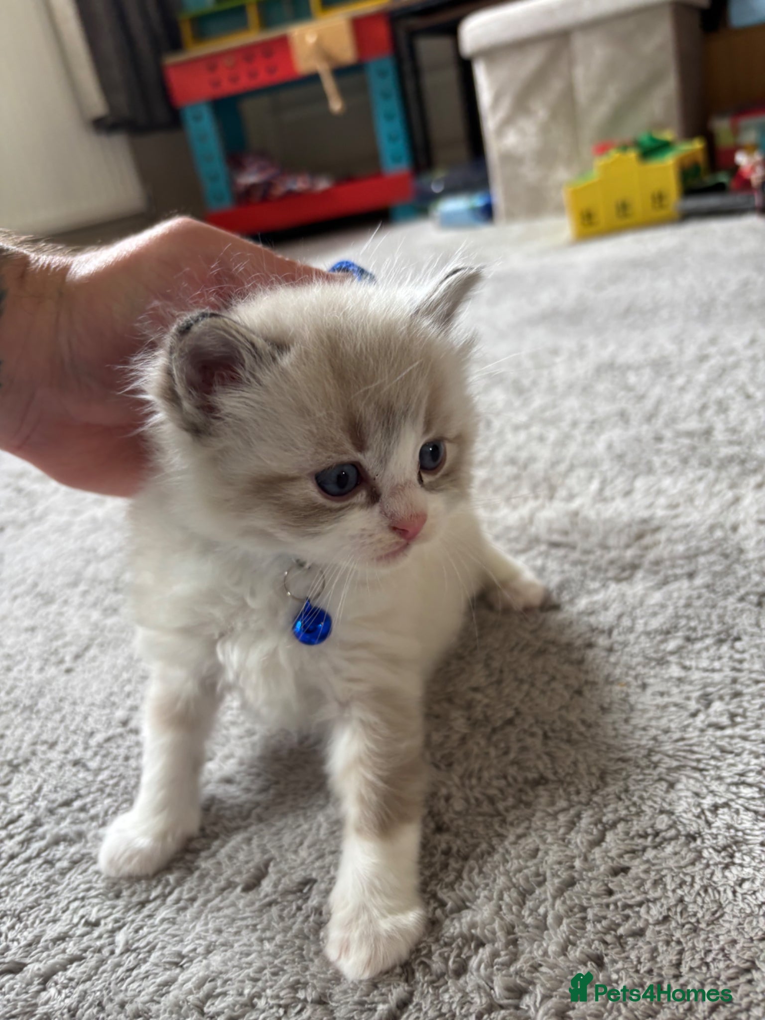 Ragdoll cats 5 stunning purebred seal/bicolor Ragdoll kittens - Advert 18