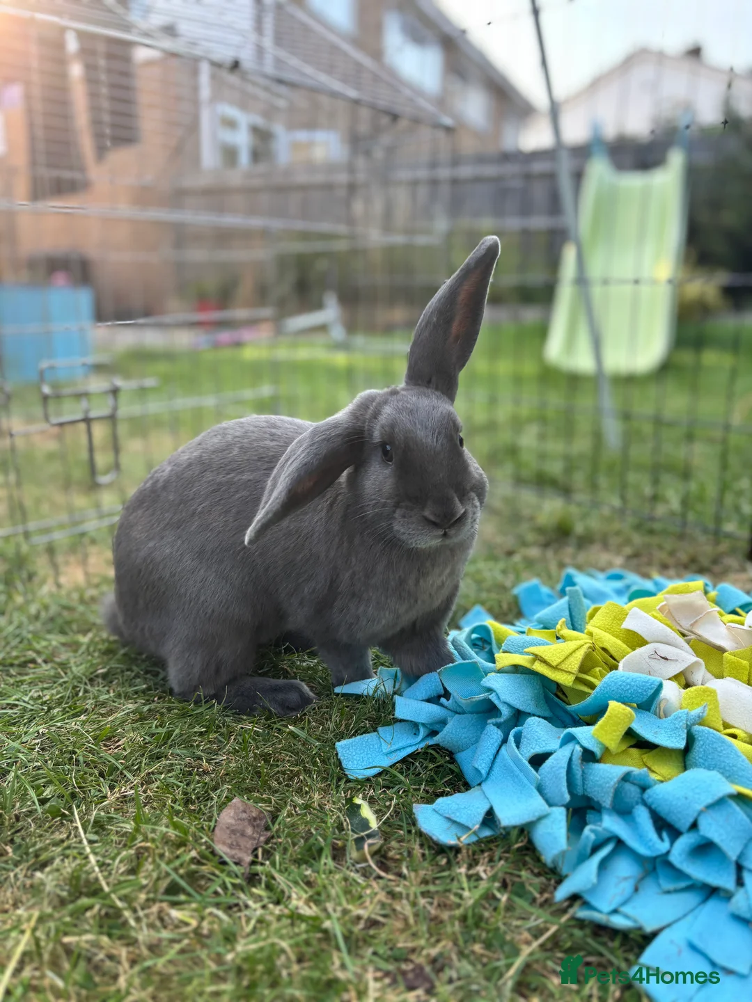 Mixed Breed rabbits for sale: 2 bonded rabbits for sale  in Olney - Advert 1