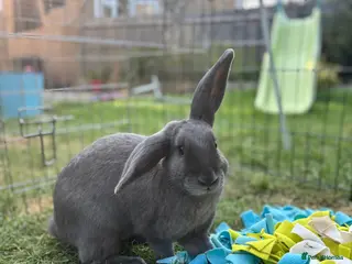 Mixed Breed rabbits 2 bonded rabbits for sale in Olney - Advert 1