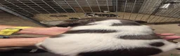 English Springer Spaniel dogs for sale: KC Registered English Springer Spaniels Puppies  - Advert 7