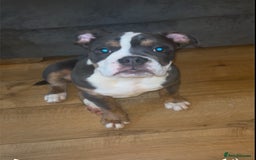 Olde English Bulldogge dogs for sale: Olde English bulldogs - Image 9