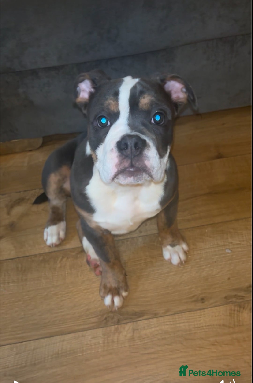 Olde English Bulldogge dogs for sale: Olde English bulldogs - Image 9