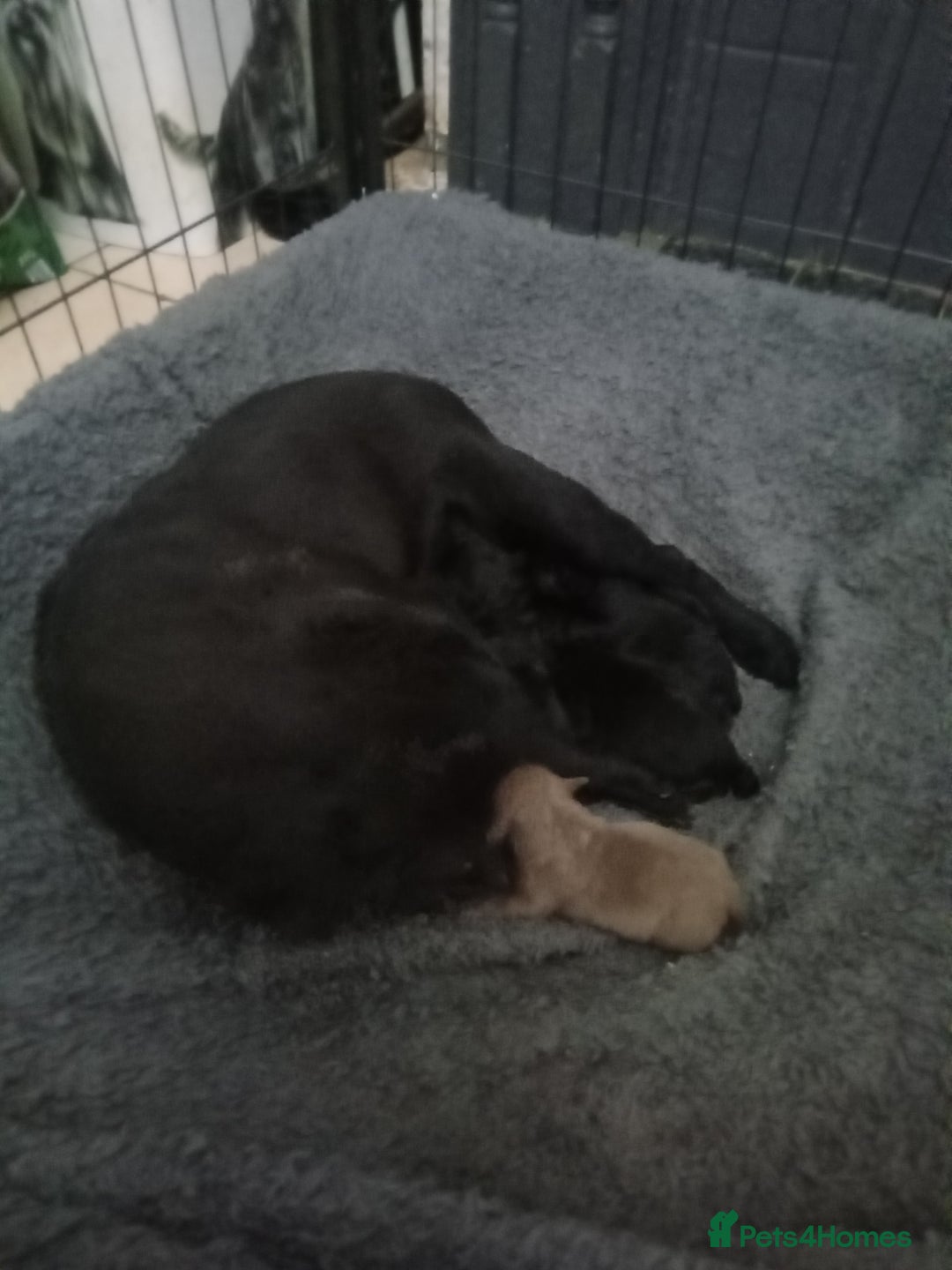 Patterdale Terrier dogs for sale: Patterdale pups for sale ready now - Image 34