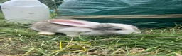 Mixed Breed rabbits for sale: X8 Baby Rabbits  - Advert 3