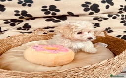 Maltipoo dogs for sale: F1 Toy Maltipoo puppys   - Image 25