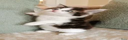 Maine Coon cats for sale: 🐾 Beautiful Maine Coon Kittens 🐾 - Advert 17