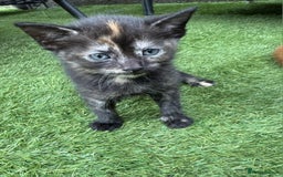 Brazilian Shorthair cats for sale: Kittens  - Image 2