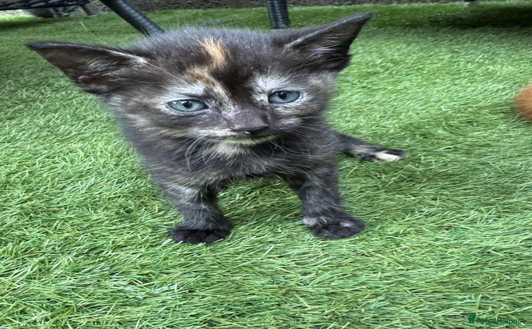 Brazilian Shorthair cats - Advert 1