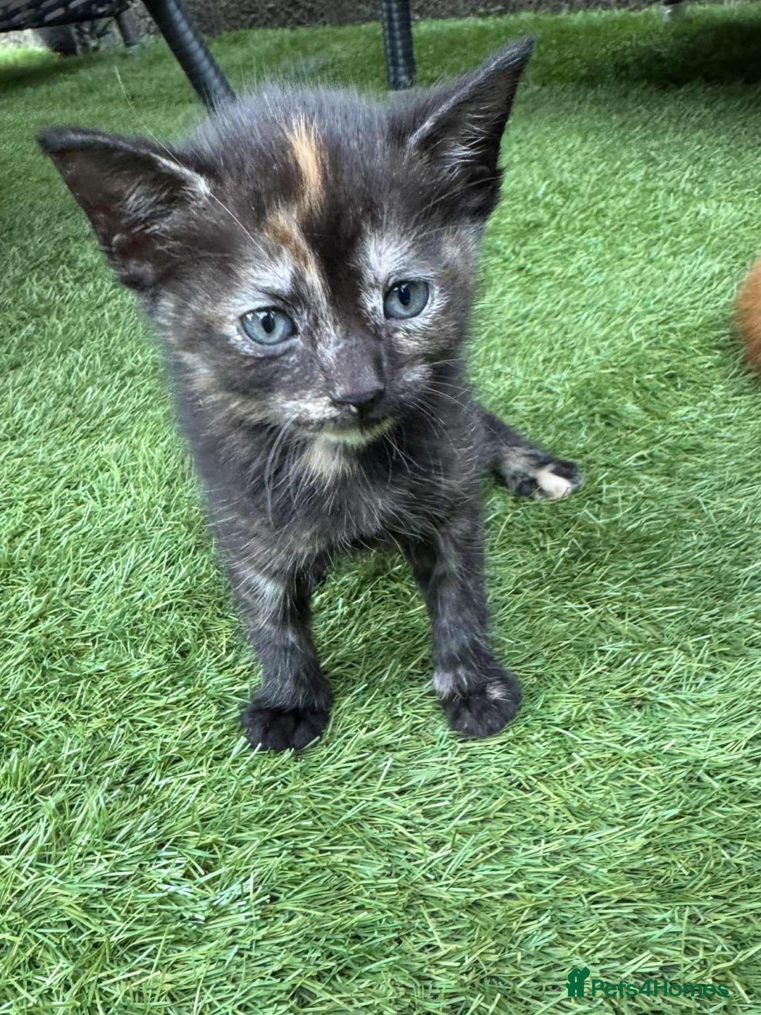 Brazilian Shorthair cats for sale: Kittens  - Image 2