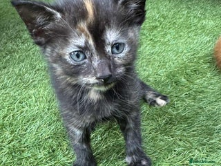 Brazilian Shorthair cats - Advert 3