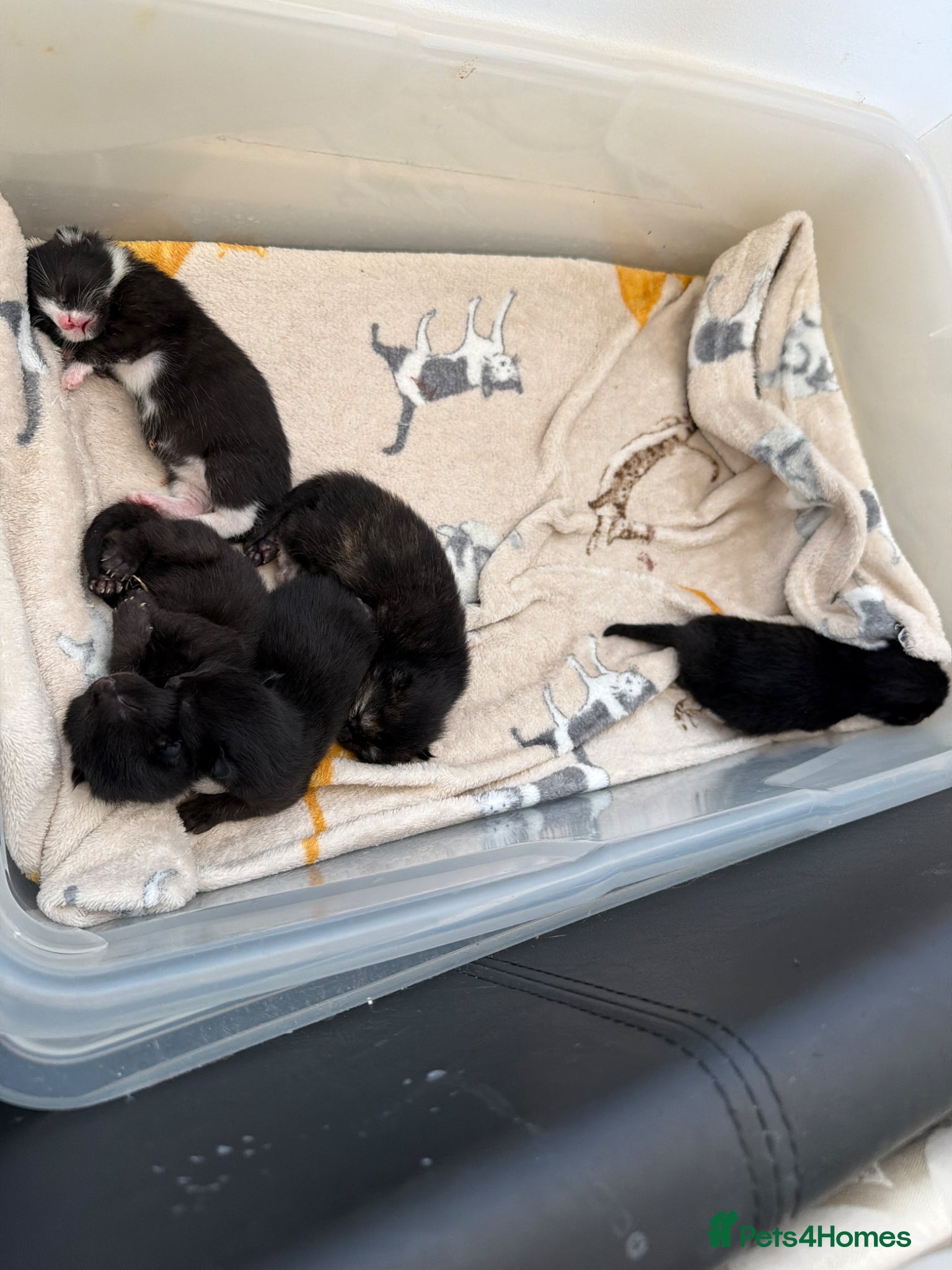 Mixed Breed cats Half mancoon kittens  - Advert 3
