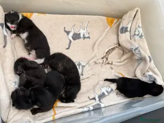 Mixed Breed cats Half mancoon kittens - Advert 3