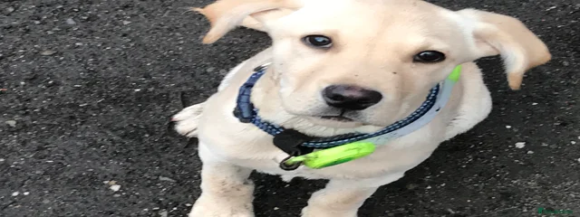 Buddy